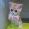 Meow meow | Pikachu！ (part 7) 5