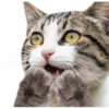 Gatos y Cats 6
