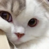 Meow meow | Pikachu (part 2) 5