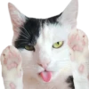Gatos y Cats 7