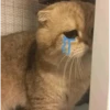 Meow meow | Pikachu！(part 11) 7