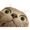 Gatos y Cats 8