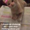 Meow meow | Pikachu! (part 9) 5