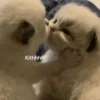 Meow meow | Pikachu! (part 9) 6