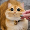 Meow meow | Pikachu！(part 11) 8