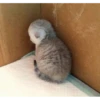 Meow meow | Pikachu！ (part 7) 6
