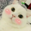 Meow meow | Pikachu (part 3) 5