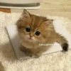 Meow meow | Pikachu！ (part 4) 8