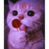 Meow meow (part 1) 12