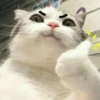 Meow meow | Pikachu! (part 10) 5