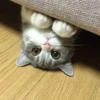 Meow meow | Pikachu！ (part 7) 7