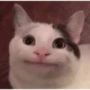 Meow meow | Pikachu！(part 11) 9