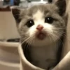Meow meow | Pikachu! (part 8) 13