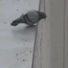 SUICIDACION 5