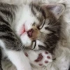 Meow meow | Pikachu！ (part 7) 9