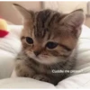 Meow meow | Pikachu！ (part 4) 10