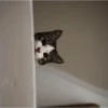 Meow meow | Pikachu! (part 10) 7