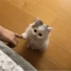 Meow meow | Pikachu! (part 10) 8