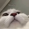 Meow meow | Pikachu! (part 8) 14