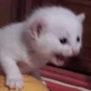 Meow meow | Pikachu! (part 8) 15