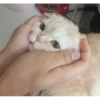 Meow meow | Pikachu！ (part 7) 11