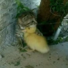 Meow meow | Pikachu! (part 9) 13