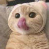 Meow meow | Pikachu！ (part 6) 10