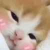 Meow meow | Pikachu! (part 9) 14