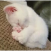 kitty♡︎cute 18