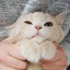 Meow meow | Pikachu！ (part 5) 12