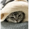 Meow meow | Pikachu！ (part 6) 11