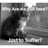 Meow meow | Pikachu！(part 11) 12