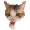 Kali Potato 9