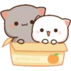 mitao cat
oo