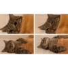 Meow meow | Pikachu! (part 9) 17