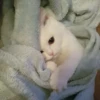Meow meow | Pikachu (part 2) 11