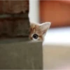 Meow meow | Pikachu！(part 11) 14