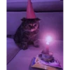 Meow meow (part 1) 16
