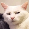 Meow meow | Pikachu! (part 10) 9