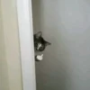 Meow meow | Pikachu! (part 10) 11