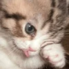 Meow meow | Pikachu！ (part 5) 14