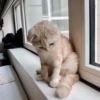 Meow meow | Pikachu! (part 10) 12