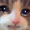 Meow meow | Pikachu! (part 9) 18
