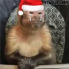 Memes Del Monito 13