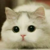 Meow meow | Pikachu (part 2) 12