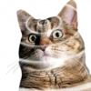 Gatos y Cats 13