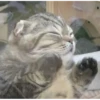 Meow meow | Pikachu！ (part 7) 14