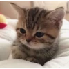 Meow meow | Pikachu！ (part 6) 12