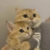 Meow meow | Pikachu! (part 9) 19