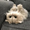 Meow meow | Pikachu! (part 10) 13